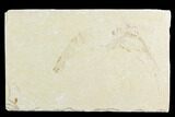 Cretaceous Fossil Shrimp - Lebanon #123901-1